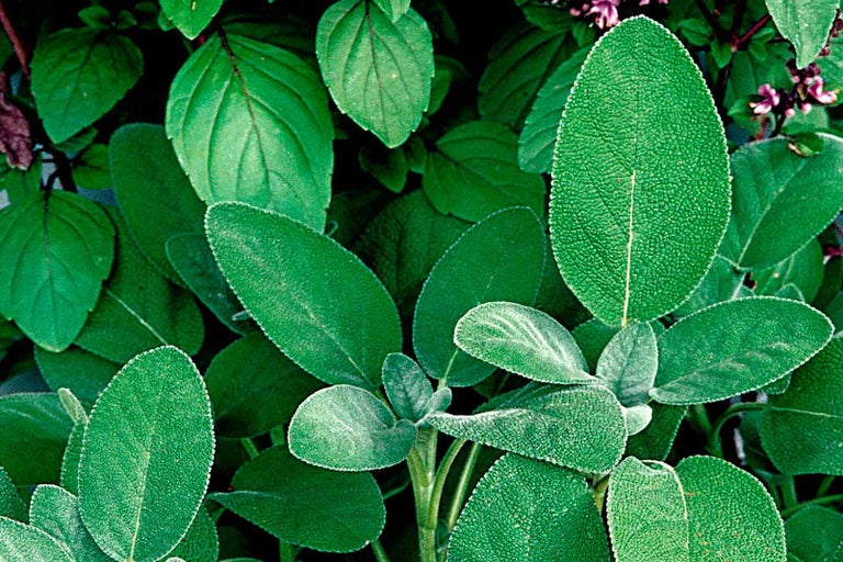 Šalvěj s zelenými listy