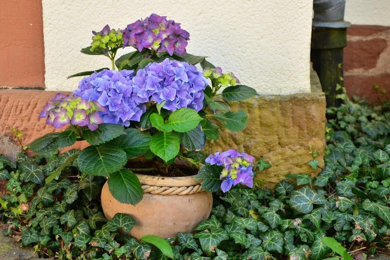 Hortenzie v květináči, obklopená břečťanem