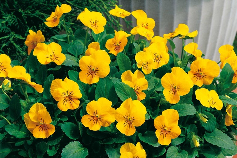 Žluté macešky s zelenými listy