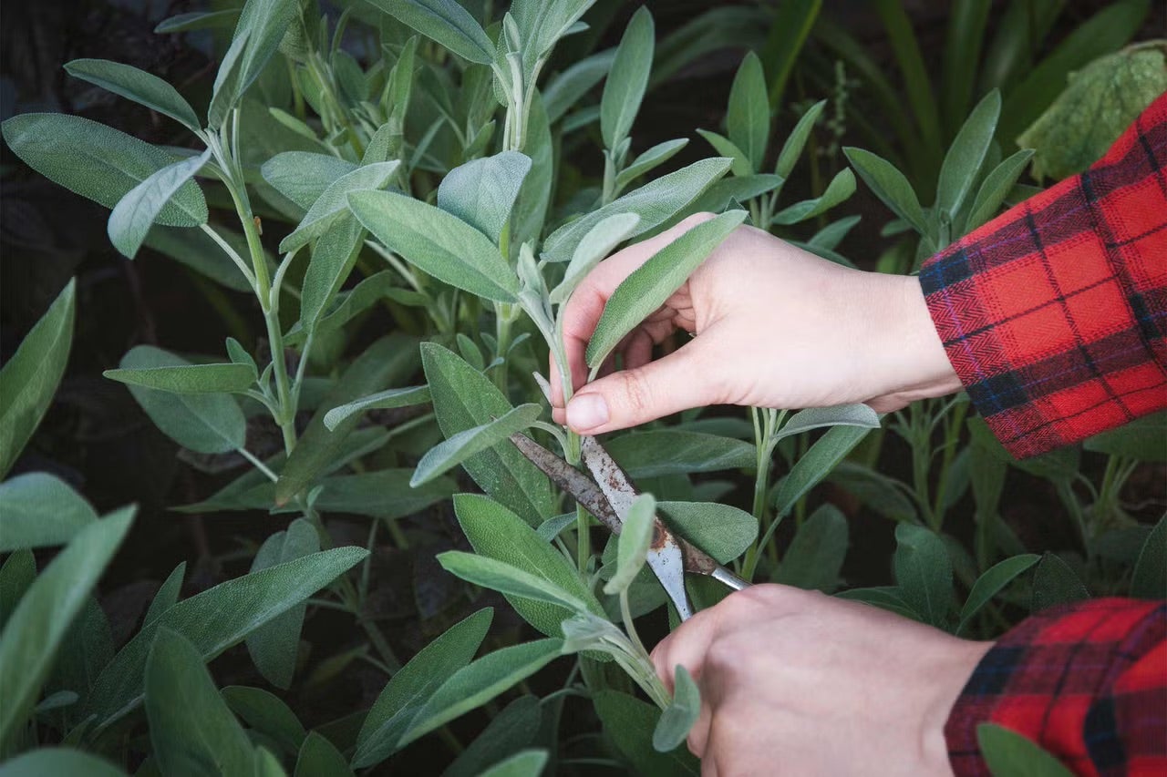 Sklizeň čerstvé šalvěje zahradními nůžkami na zahradě.