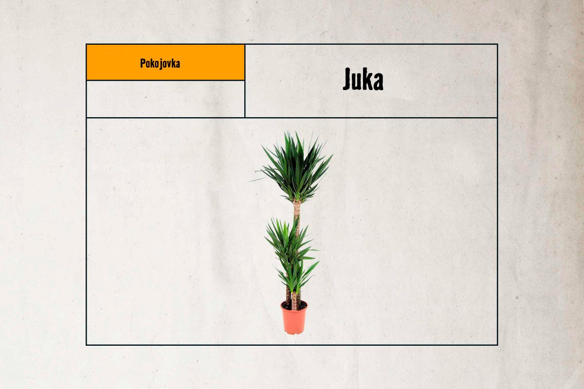 Juka pokojová rostlina v květináči
