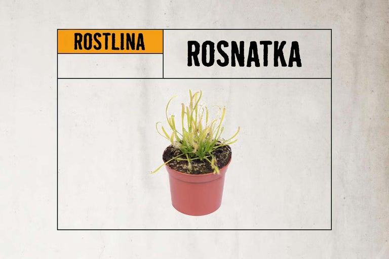 Masožravá rostlina rosnatka Drosera v květináči