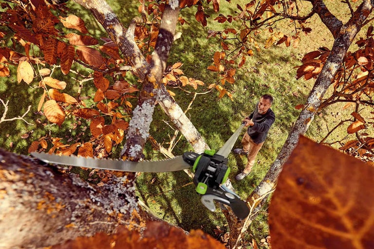 Jak a kdy prořezávat ovocné stromy