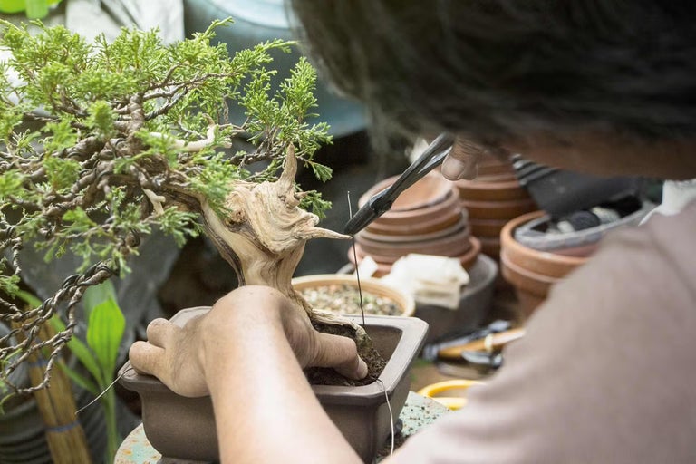 Tvarování bonsají nůžkami a rukou zahradníka
