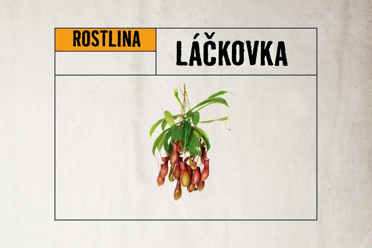 Láčkovka s převislými láčkami a zelenými listy.