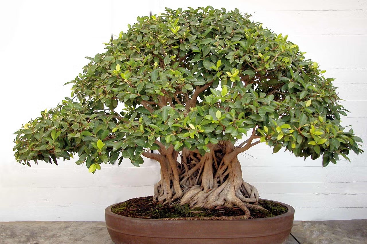 Ficus microcarpa Ginseng – čínský fíkus