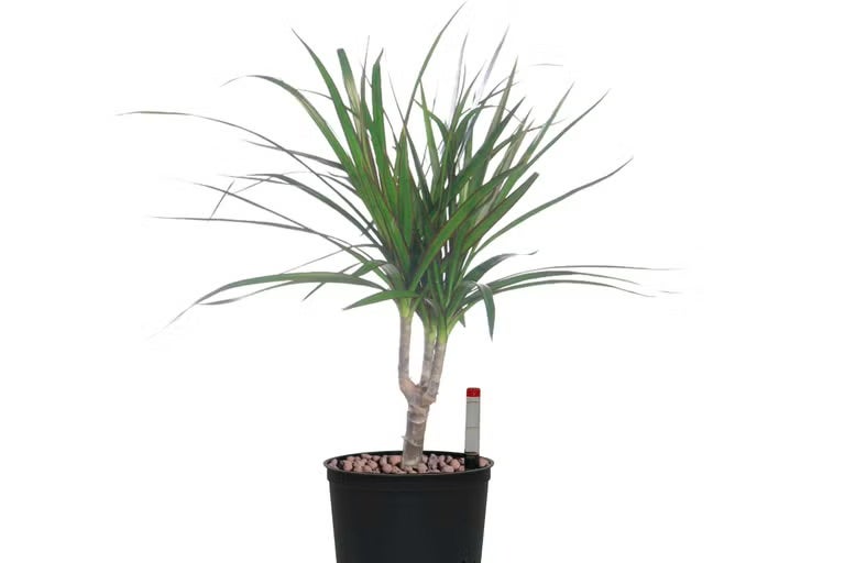 Dračinec v černém květináči