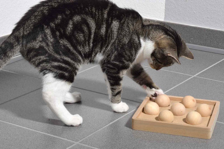 Mourovatá kočka si hraje s dřevěnou hračkou na inteligenci