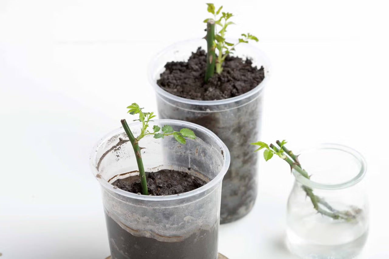 Tři řízky v průhledných květináčích a sklenici pro pěstování rostlin.