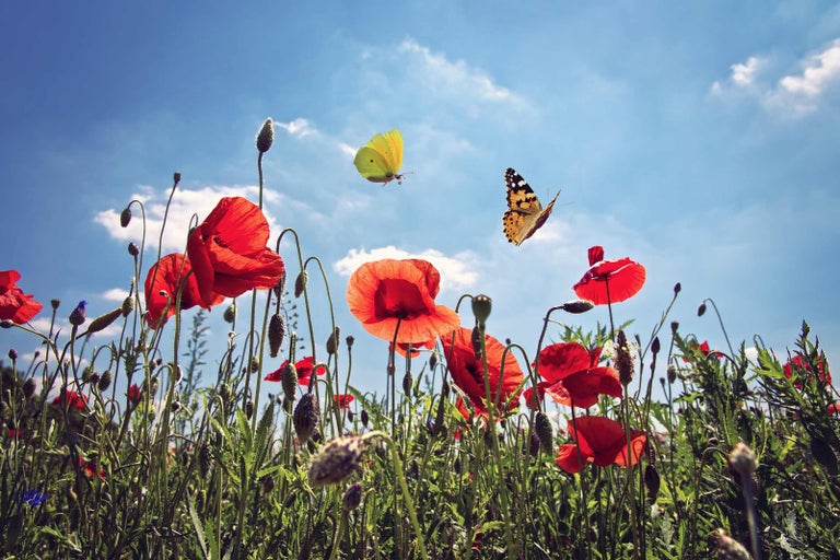 Pole s vlčími máky a motýly pod modrou oblohou