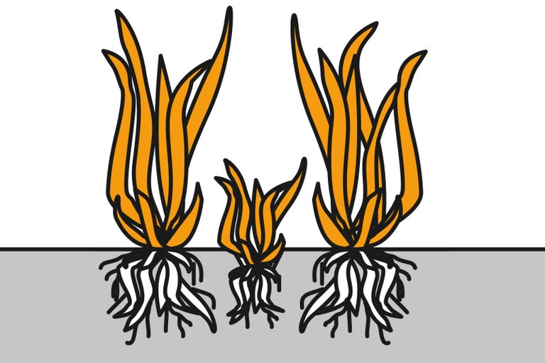 Ilustrace tří trsů trávy s kořeny v zemi