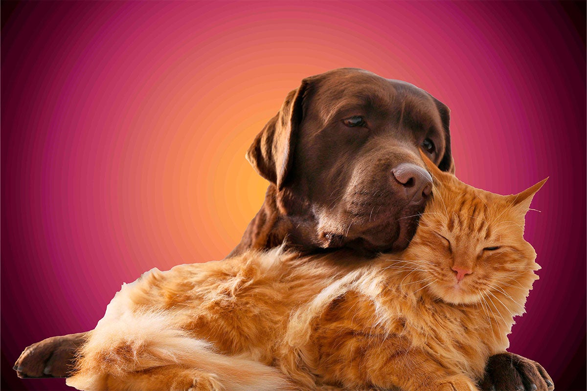 Hnědý labrador a zrzavá kočka leží spolu