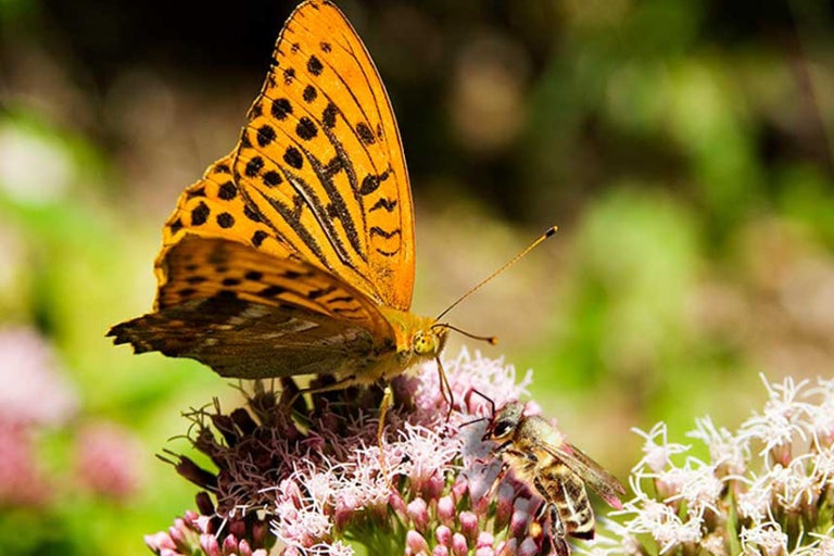 Motýl perleťovec stříbropásý a včela na květu