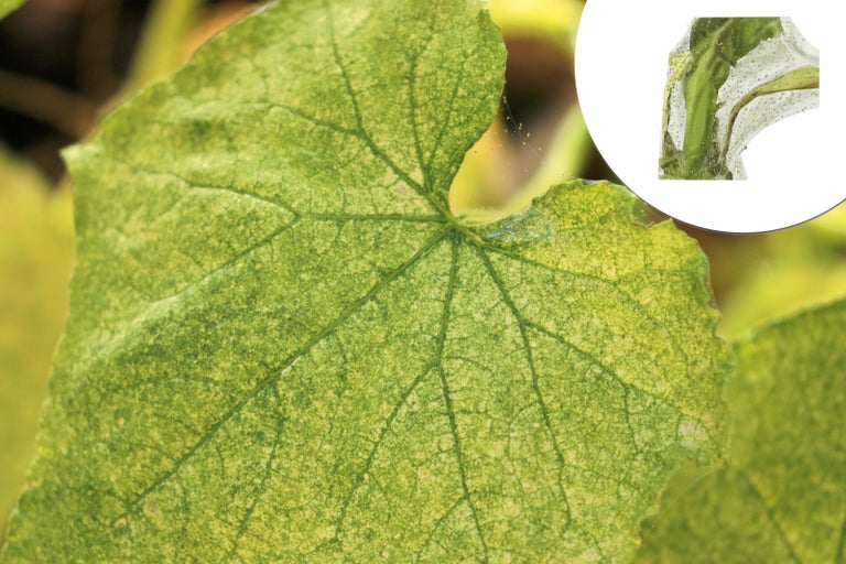 Detail listu okurky napadeného škůdci