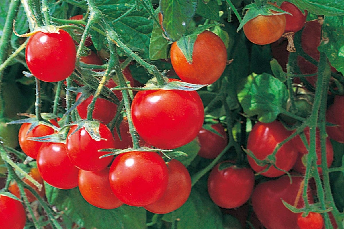Detailní záběr cherry rajčat na rostlině