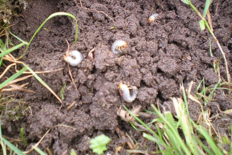 Larvy v půdě mezi stébly trávy