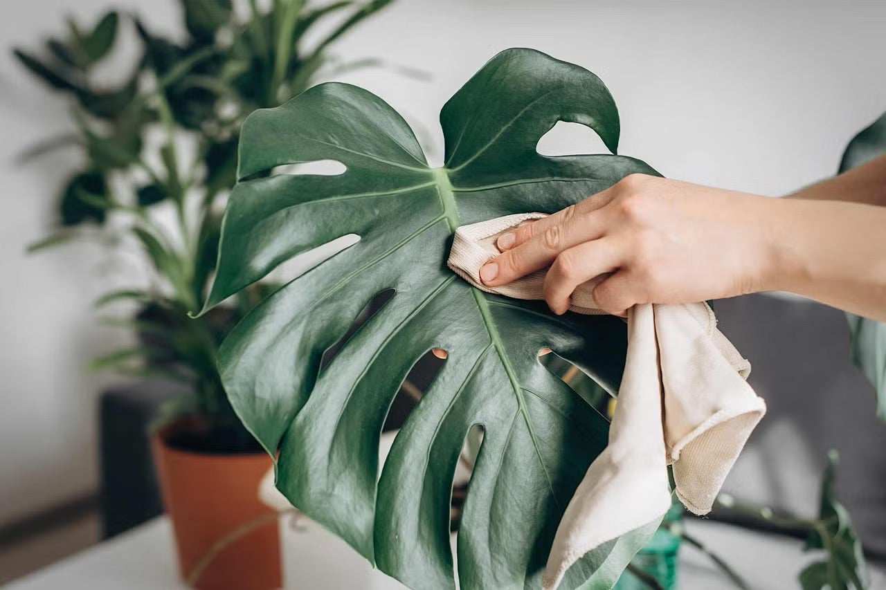 Jak pěstovat monsteru