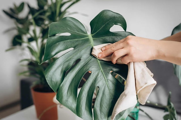 Jak pěstovat monsteru