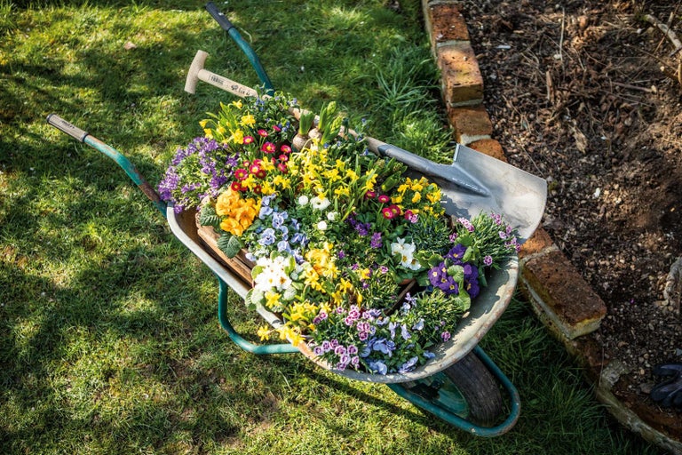Kolečko plné různých květin a lopaty na zahradě.