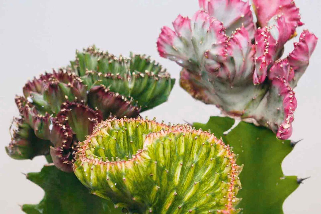 Detailní pohled na kaktus Euphorbia Cristata