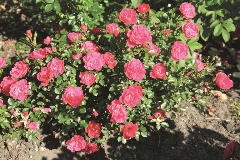 Keř s mnoha červenými květy růží na zahradě.