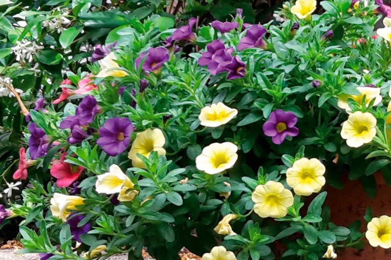 Květinové aranžmá se žlutými a fialovými květy