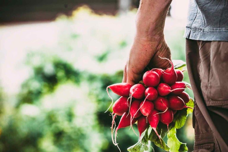 Ruka drží svazek ředkviček