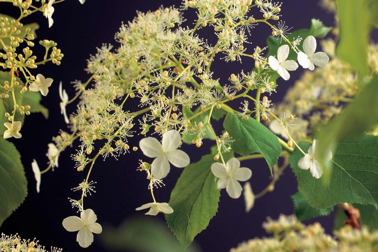 Květenství latnaté hortenzie s malými bílými květy