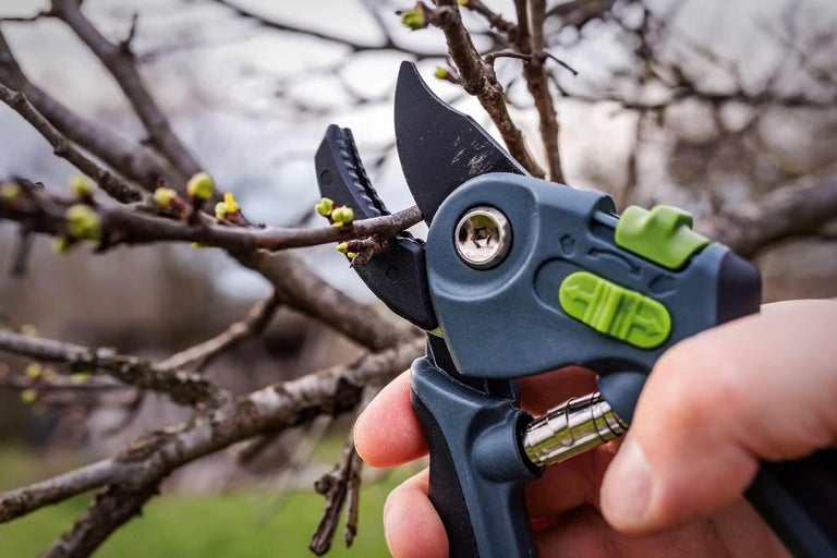 Jak zastřihnout fíkovník