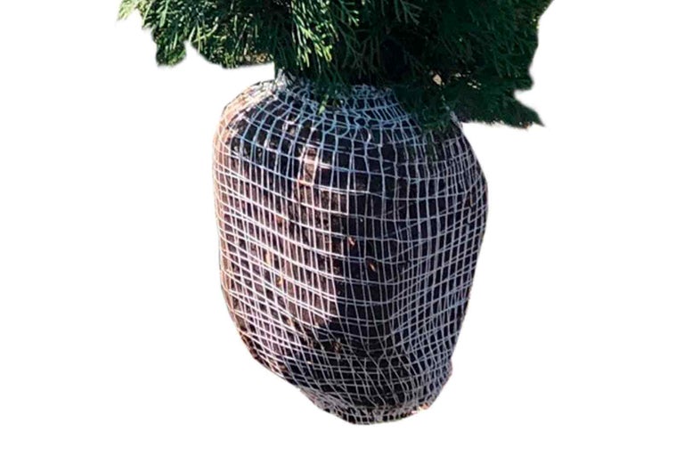 Thuja s balem v drátěné síti