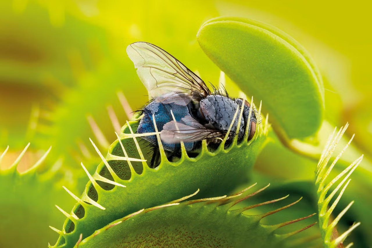 Mucholapka podivná chytající mouchu mezi svými lapacími listy