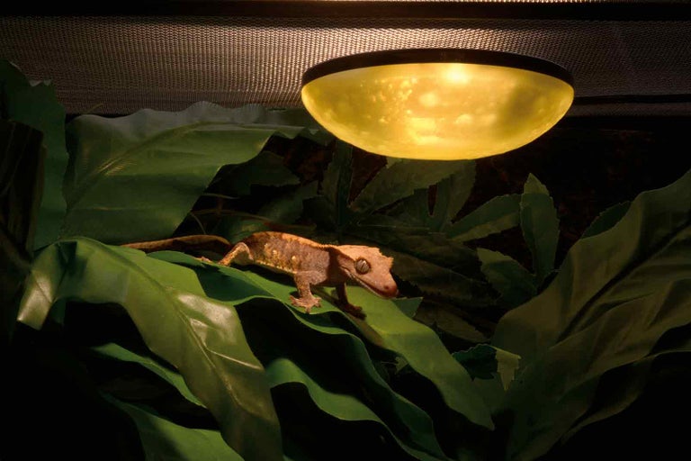Gekončík korunovaný na listech pod vyhřívací lampou v teráriu