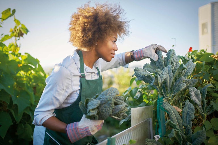 Žena sklízí zeleninu v zahradním záhonu.