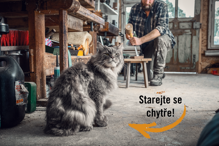 4 tipy, jak vybrat tu správnou kočku