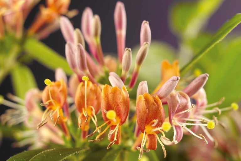 Detail kvetoucího zimolezu