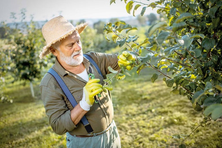Jak a kdy prořezávat jabloně