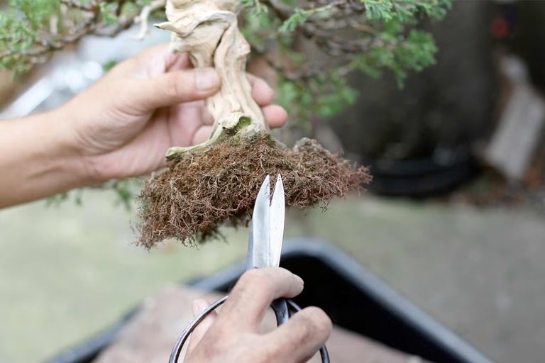 Bonsaj se stříhá nůžkami.