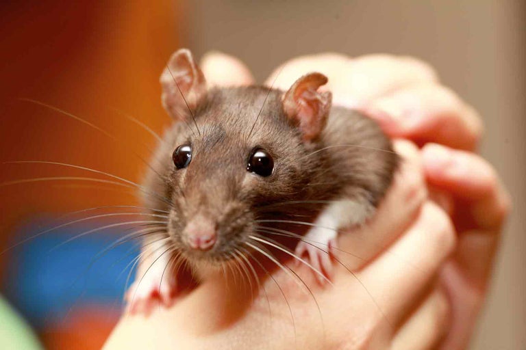 Hnědá krysa v rukou