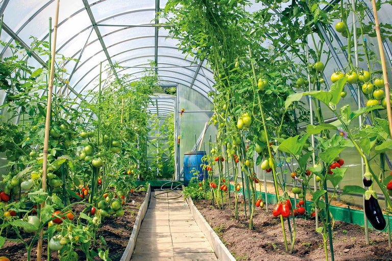 Rostliny, zelenina ve skleníku