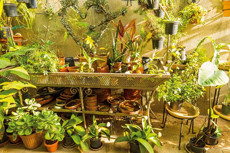 Bujná zahradní scéna s rostlinami v květináčích na kovovém regálu a malé lavici