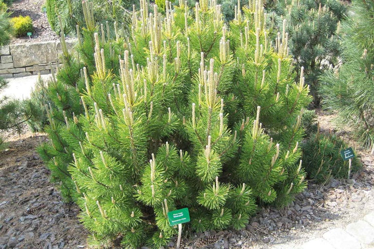 Zakrslá borovice na zahradě