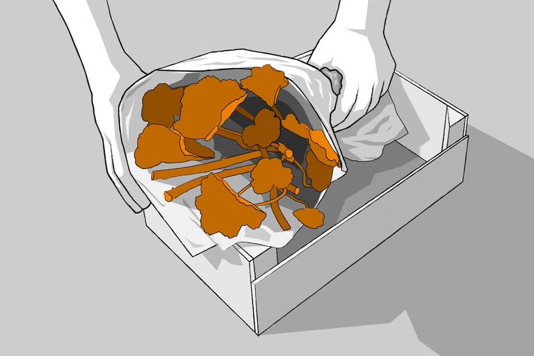 Ilustrace rukou vkládajících sáček s rostlinami do krabice