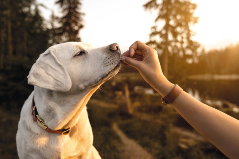 Labradorský retrívr dostává pamlsek
