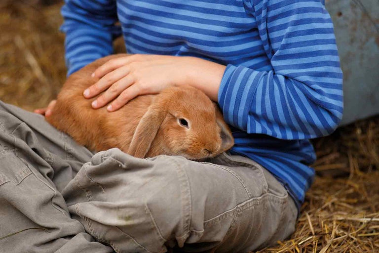 Dítě hladí králíka zakrslého