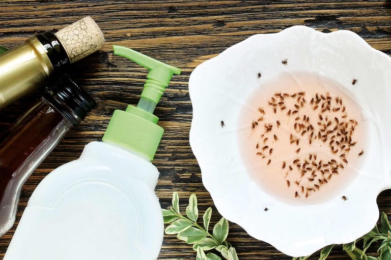 Jak vyrobit past na mouchy