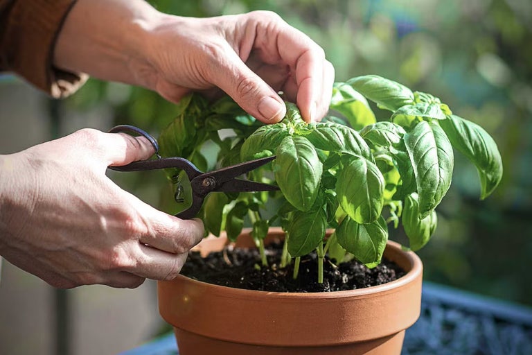 Jak pěstovat bazalku: Od výsadby přes zaštipování až po sklizeň