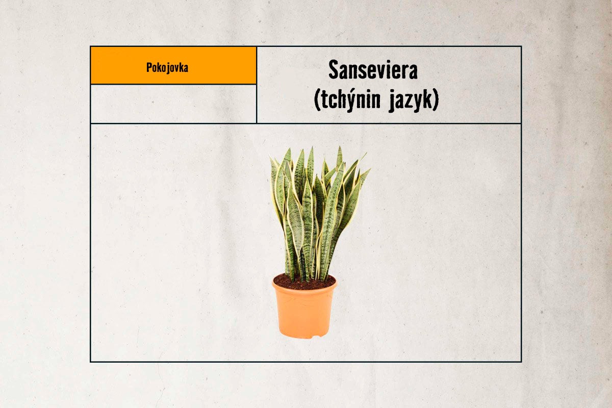 Tchýnin jazyk Sansevieria v květináči