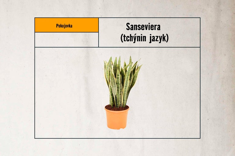 Tchýnin jazyk Sansevieria v květináči