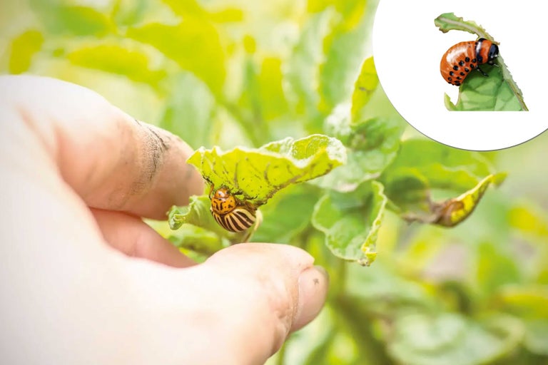 Mandelinka bramborová na bramboře na zahradě