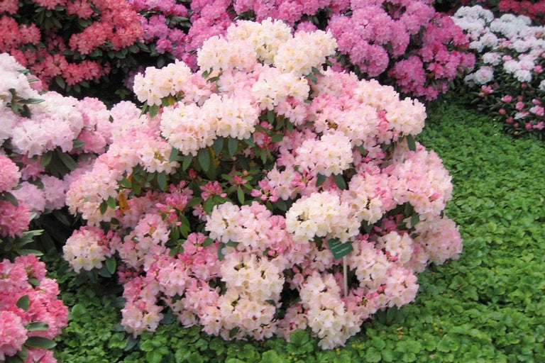 Keř rododendronu s růžovými květy